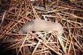 Limax maximus